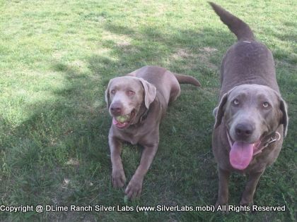 MR. TANK - AKC Silver Lab Male @ Dlime Ranch Silver Lab Puppies  72 