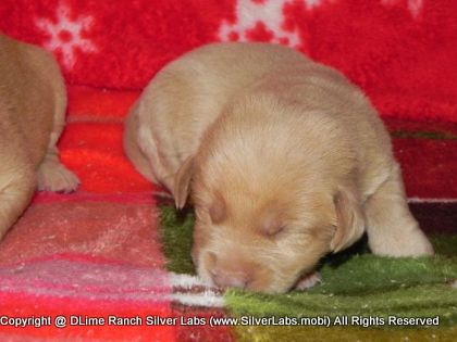 MR. WALKER - AKC Silver Lab Male @ Dlime Ranch Silver Lab Puppies  4 