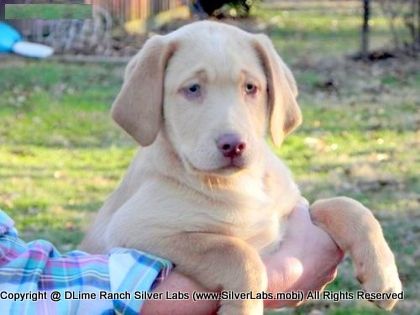 MR. WALKER - AKC Silver Lab Male @ Dlime Ranch Silver Lab Puppies  6 