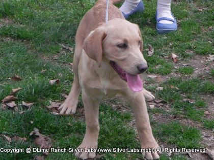 MR. WALKER - AKC Silver Lab Male @ Dlime Ranch Silver Lab Puppies  8 