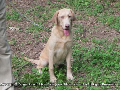 MR. WALKER - AKC Silver Lab Male @ Dlime Ranch Silver Lab Puppies  13 