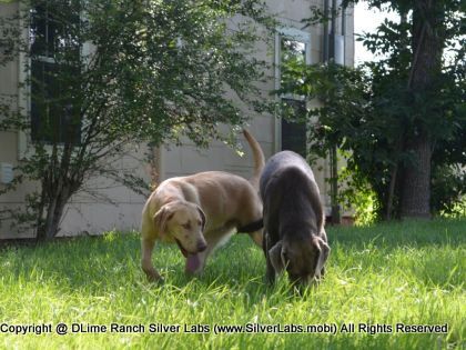 MR. WALKER - AKC Silver Lab Male @ Dlime Ranch Silver Lab Puppies  22 
