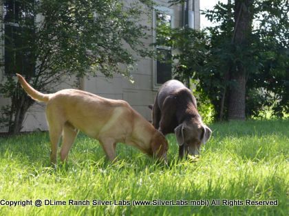 MR. WALKER - AKC Silver Lab Male @ Dlime Ranch Silver Lab Puppies  24 