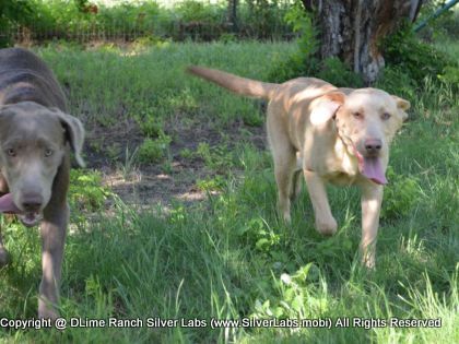 MR. WALKER - AKC Silver Lab Male @ Dlime Ranch Silver Lab Puppies  26 