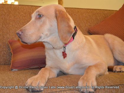 MR. WALKER - AKC Silver Lab Male @ Dlime Ranch Silver Lab Puppies  30 