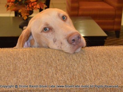 MR. WALKER - AKC Silver Lab Male @ Dlime Ranch Silver Lab Puppies  33 