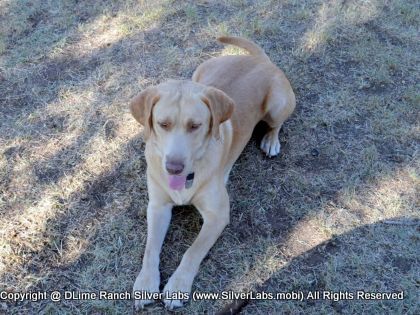 MR. WALKER - AKC Silver Lab Male @ Dlime Ranch Silver Lab Puppies  41 