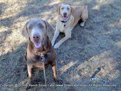 MR. WALKER - AKC Silver Lab Male @ Dlime Ranch Silver Lab Puppies  43 