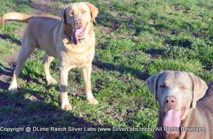 MR. WALKER - AKC Silver Lab Male @ Dlime Ranch Silver Lab Puppies  77 