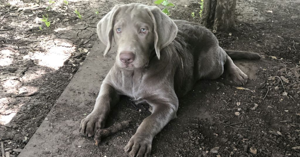 LADY ELLY - AKC Silver Lab Female @ DLime Ranch Silver Lab Puppies